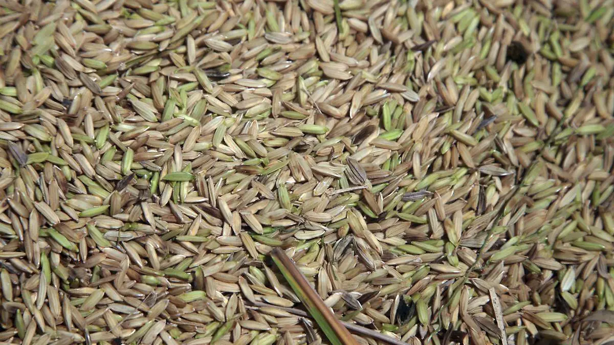 Cultivo de arroz